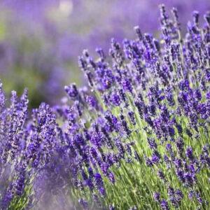 Lavender scented car air freshener