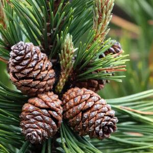 Pine scented car air freshener
